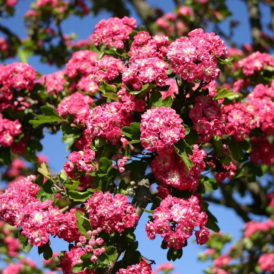 Превью изображения