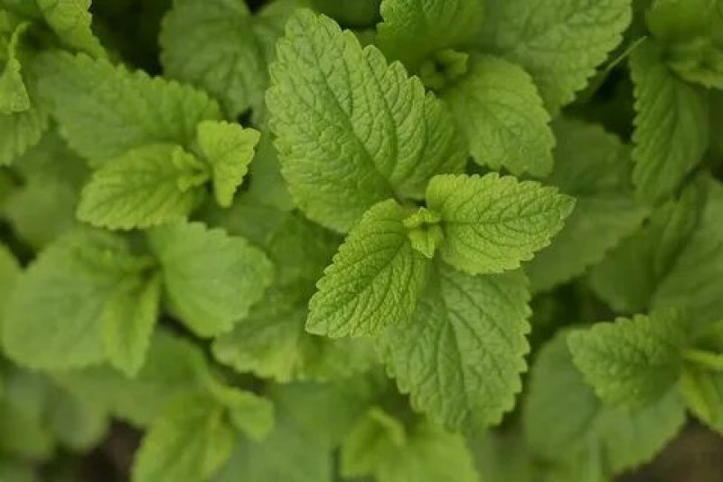 Превью изображения