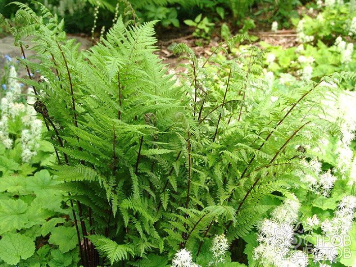 Превью изображения