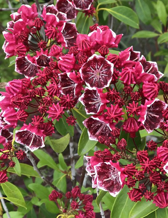 Превью изображения