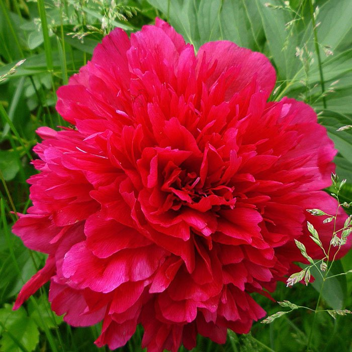 Превью изображения