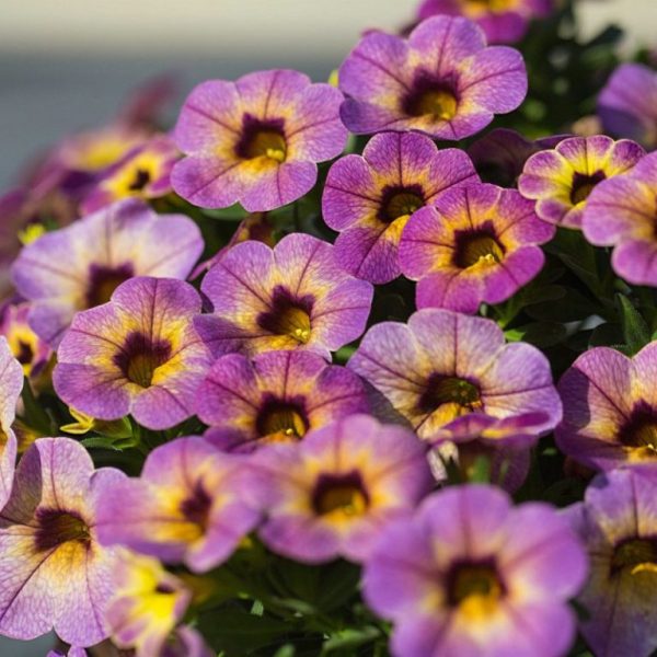 Превью изображения