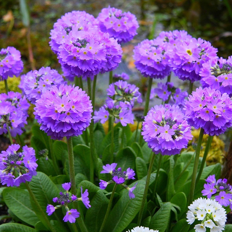 Превью изображения