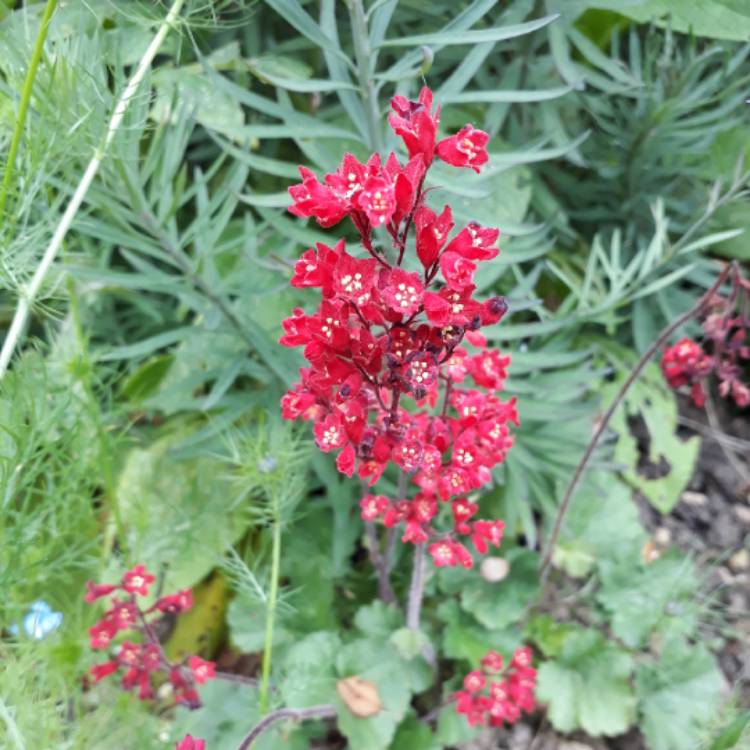 Превью изображения