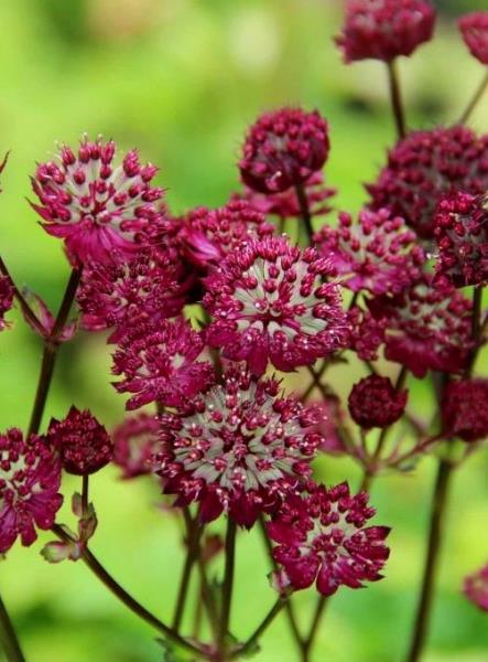 Превью изображения