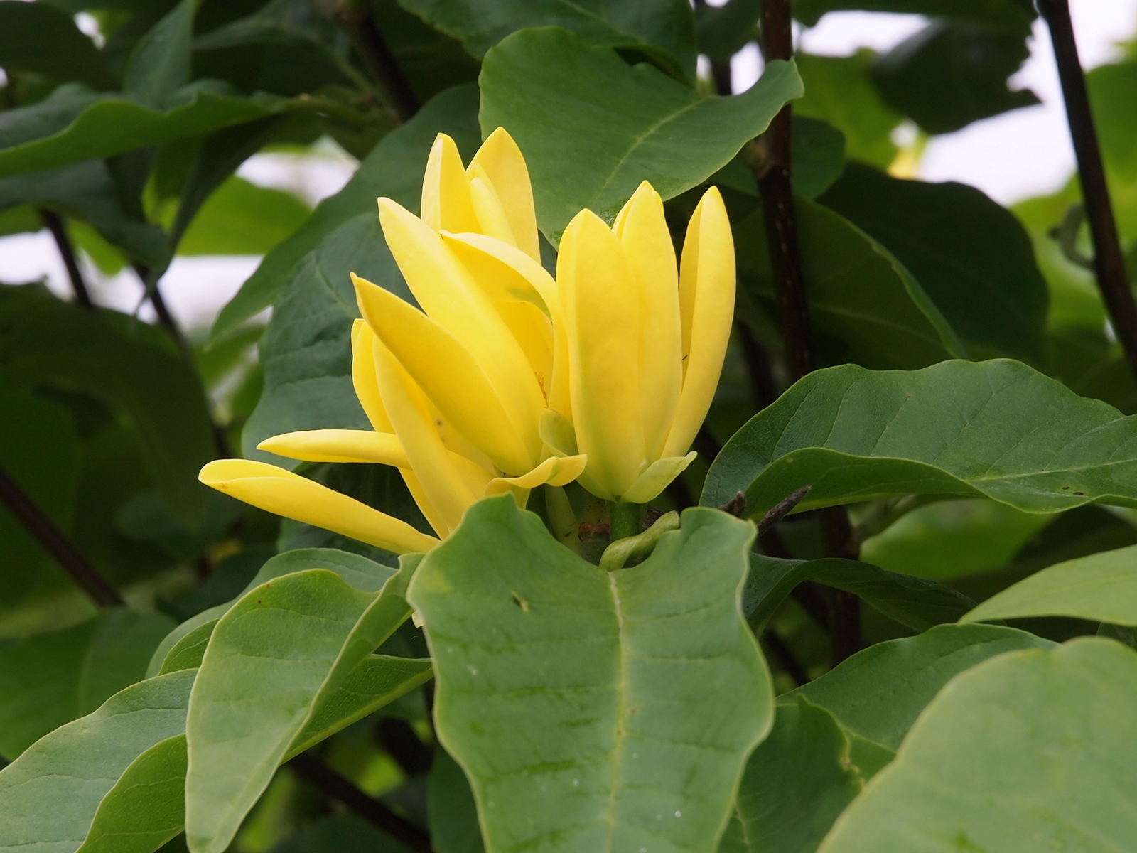 Превью изображения