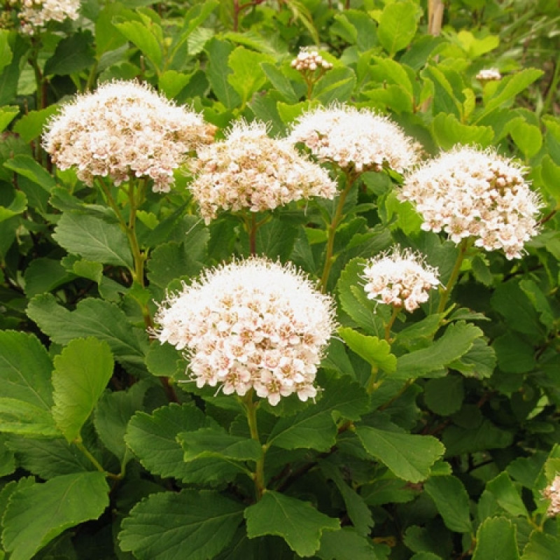 Превью изображения