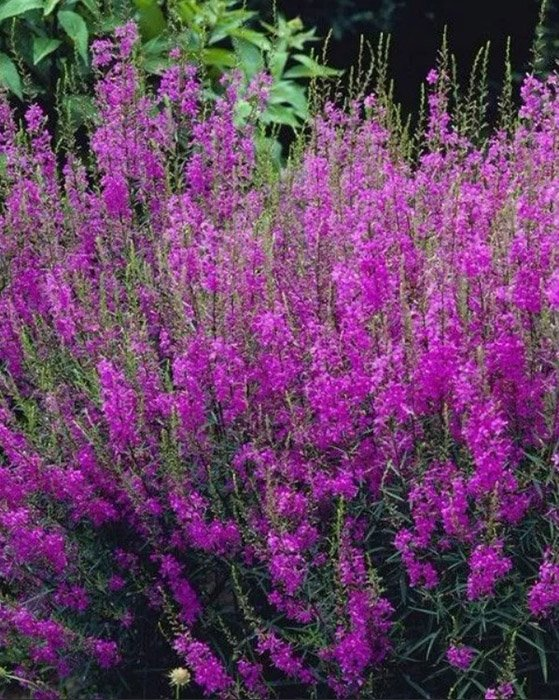 Превью изображения