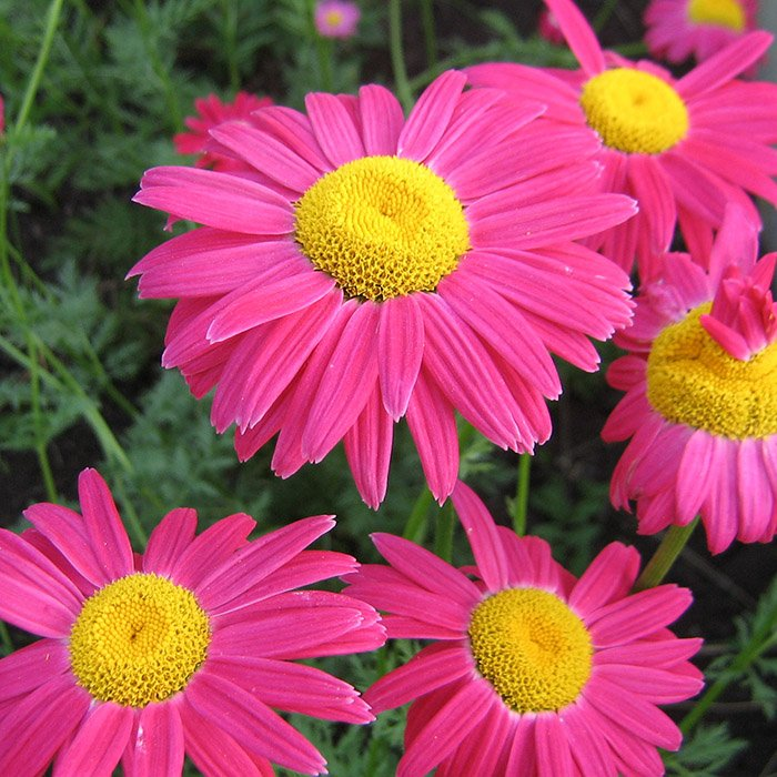 Превью изображения