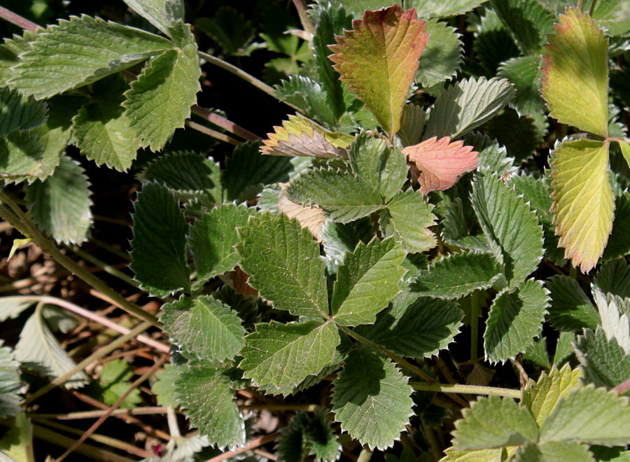 Превью изображения
