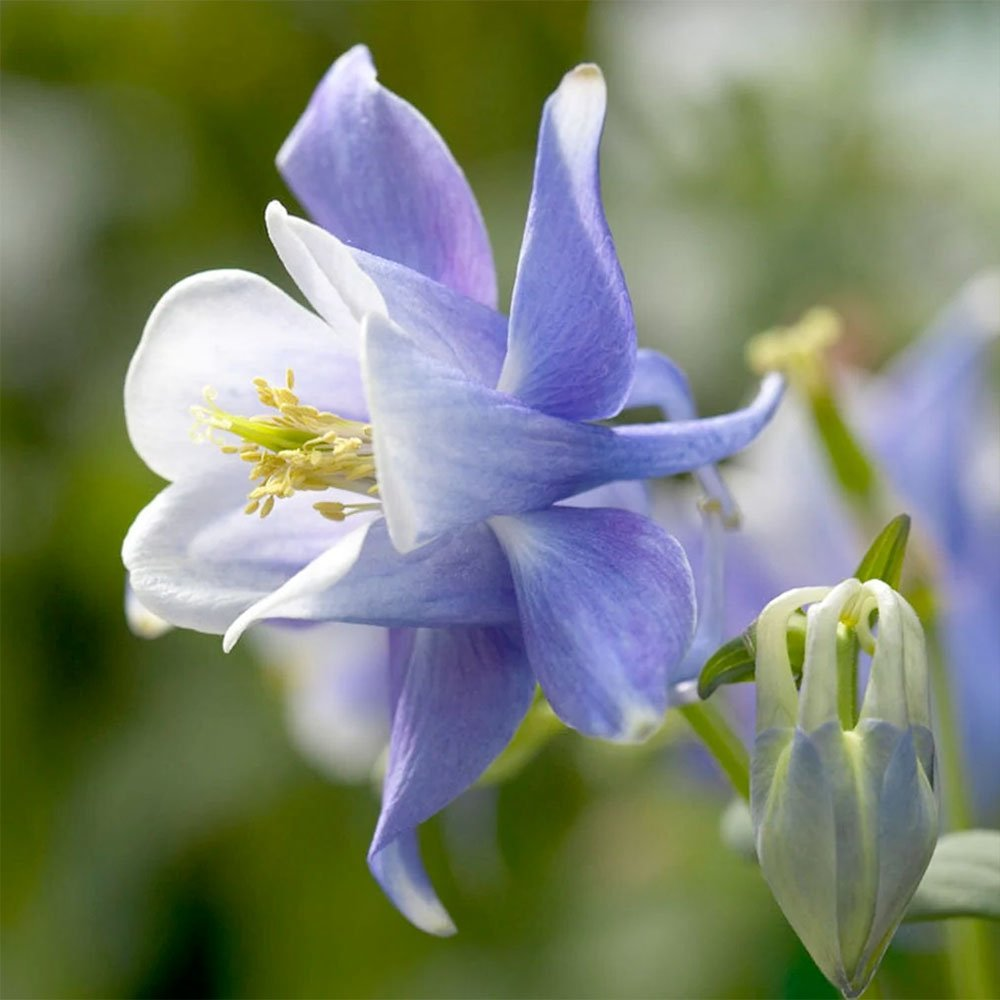 Превью изображения