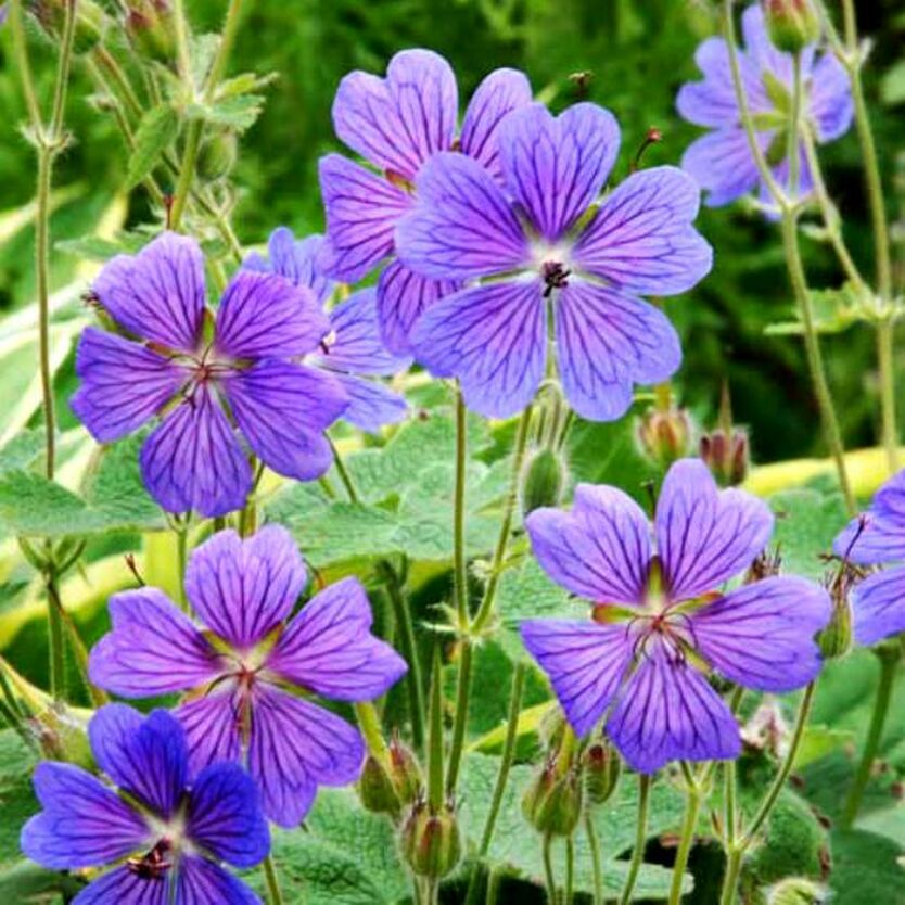 Превью изображения