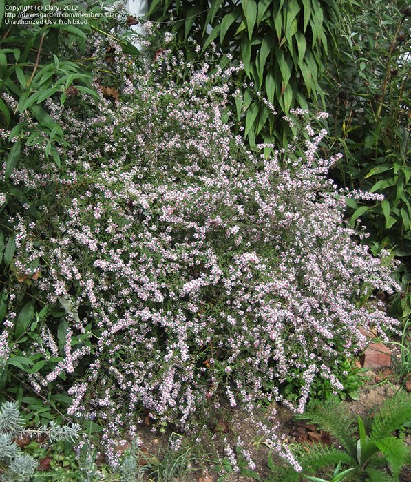 Превью изображения