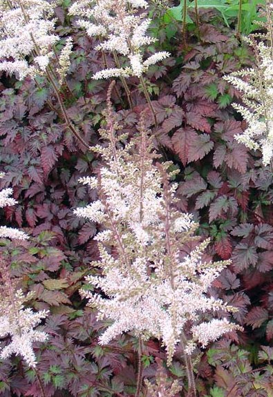 Превью изображения