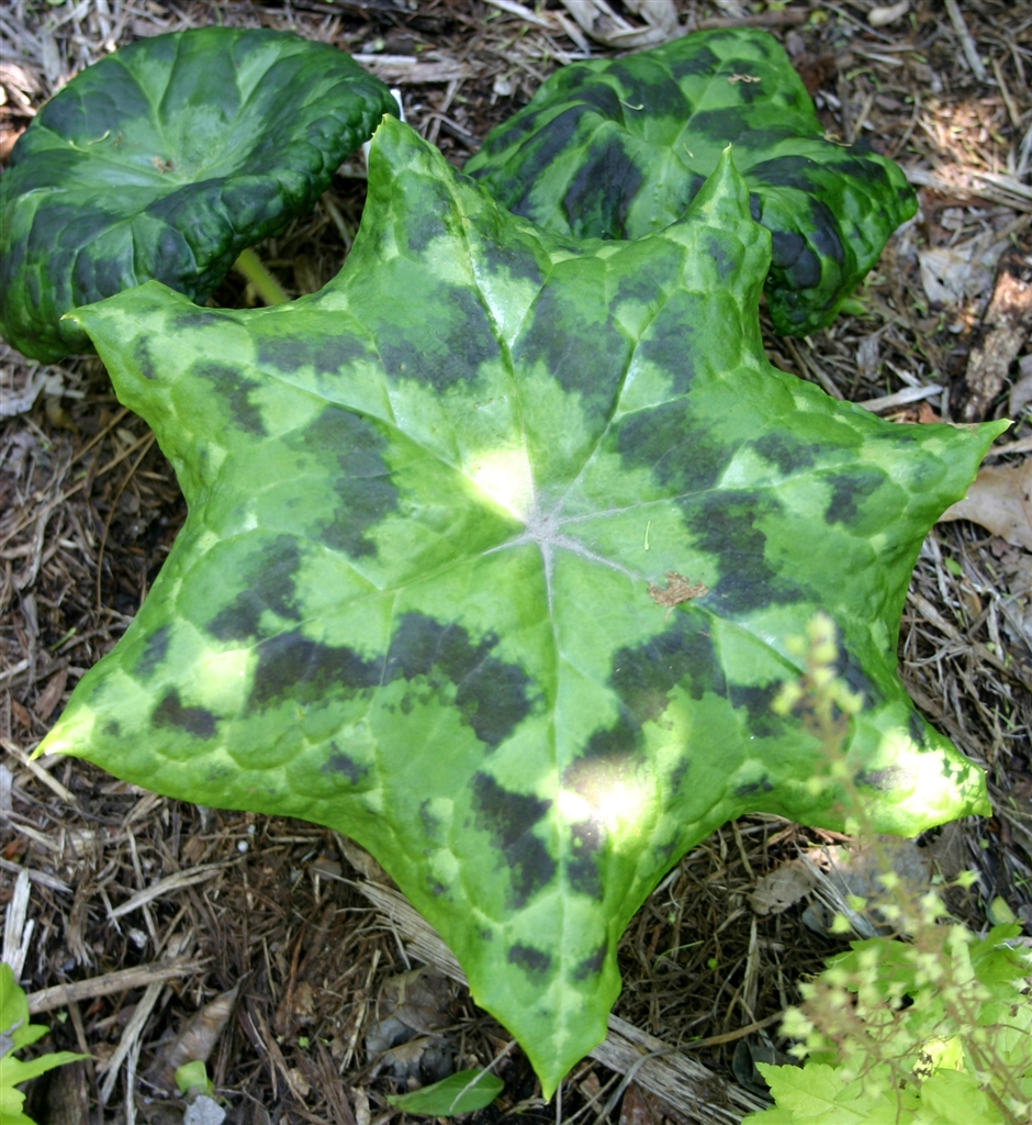 Превью изображения