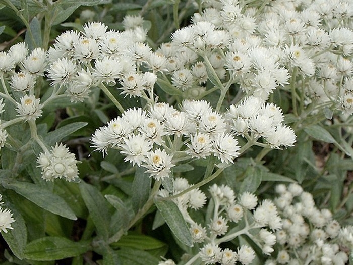 Превью изображения