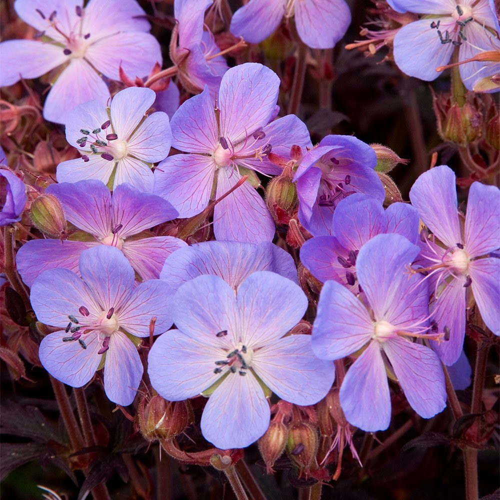 Превью изображения