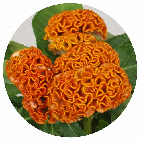 Превью изображения