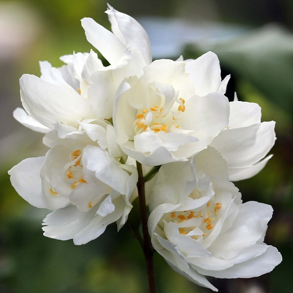 Превью изображения