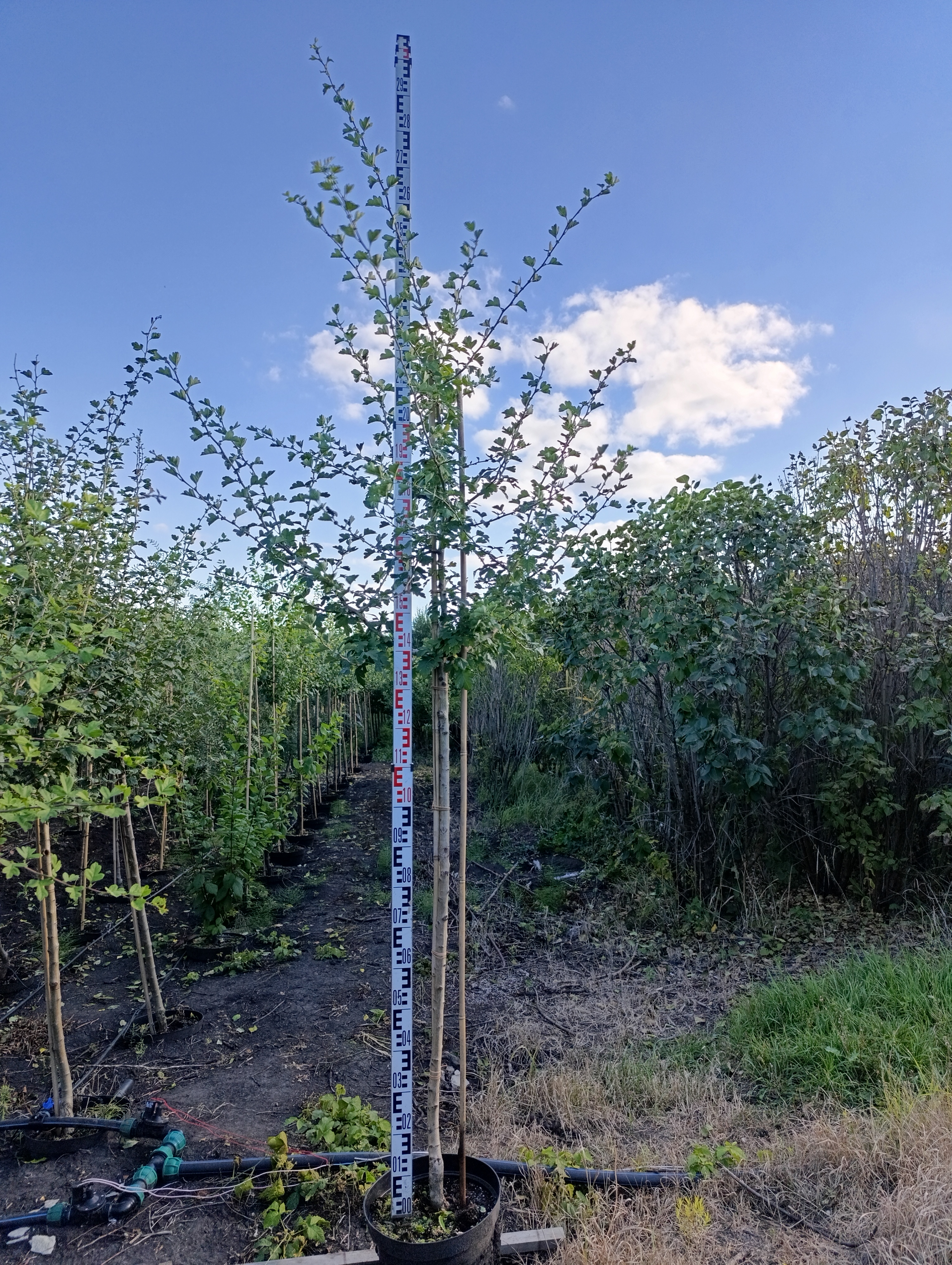 Превью изображения