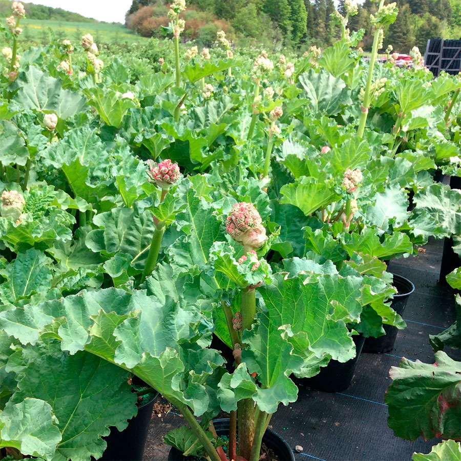 Превью изображения