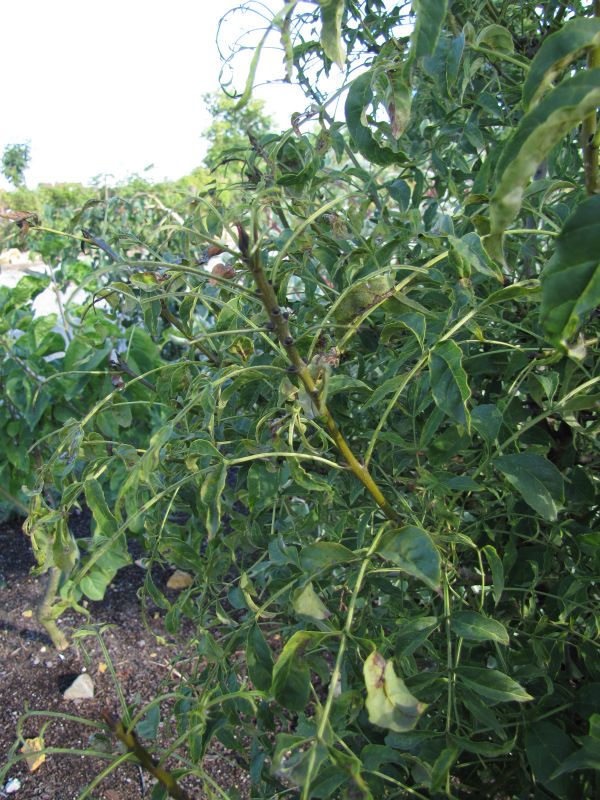 Превью изображения