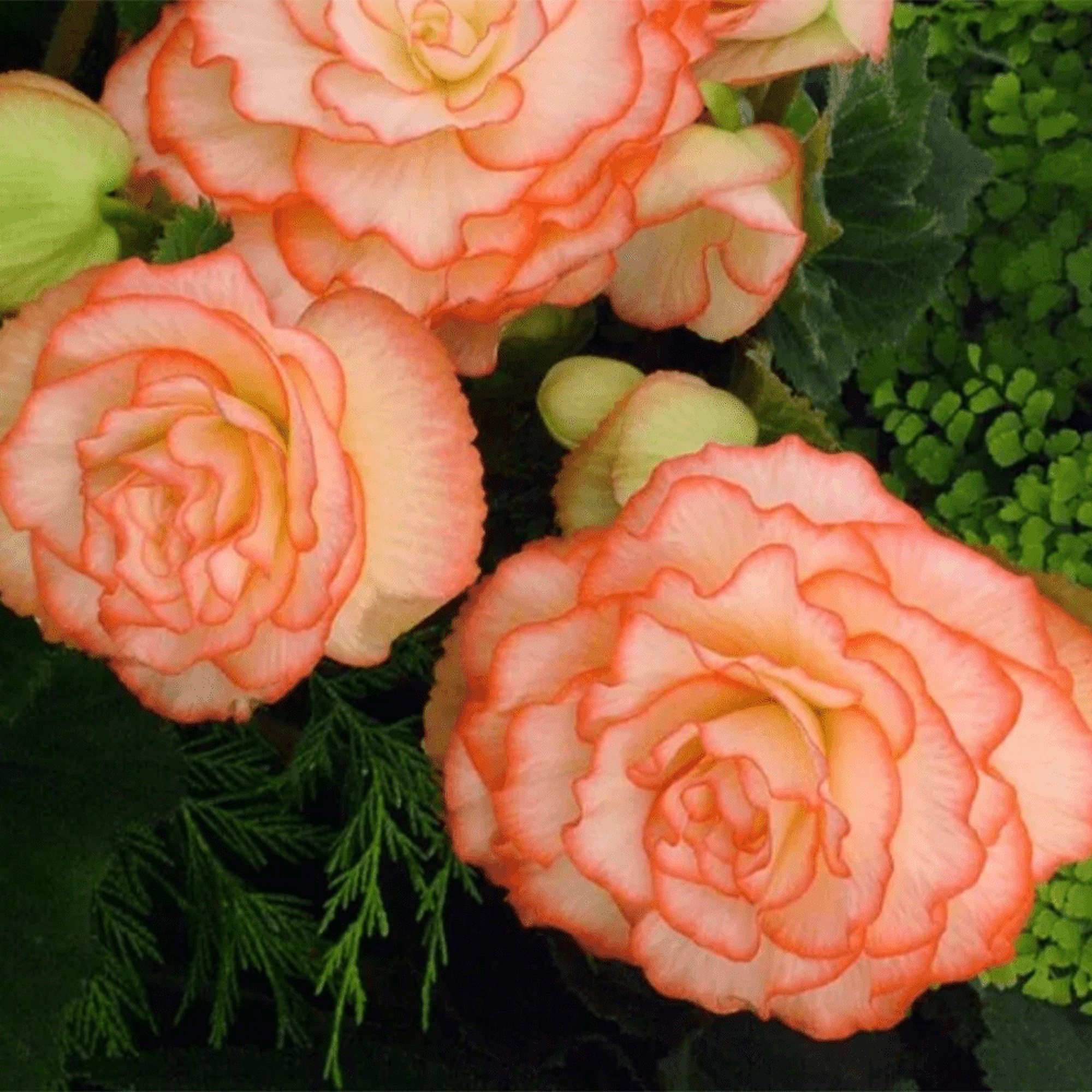 Превью изображения