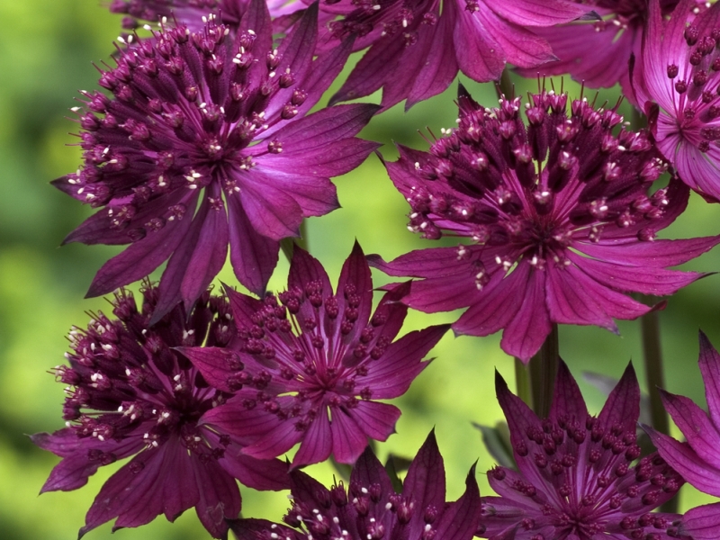 Превью изображения