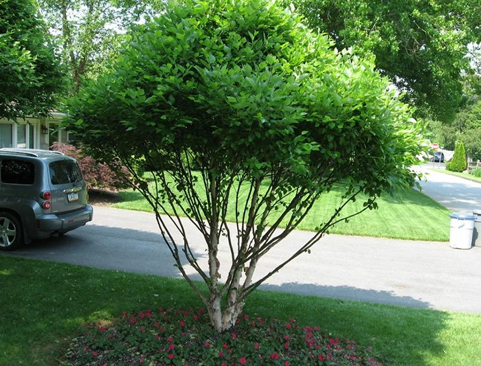 Превью изображения