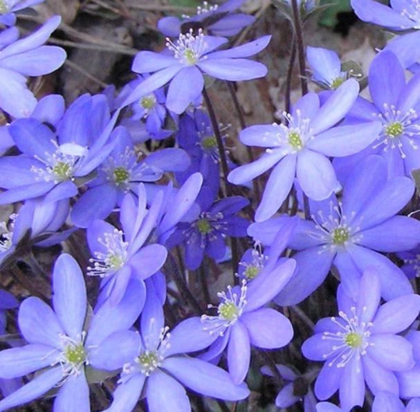 Превью изображения