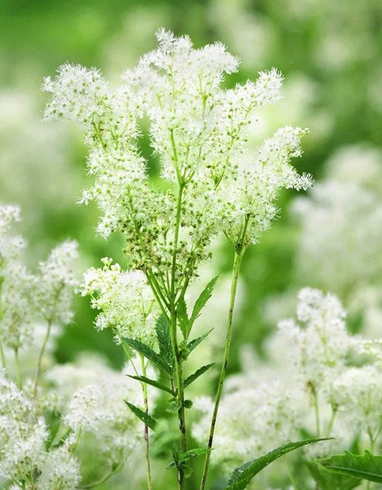 Превью изображения