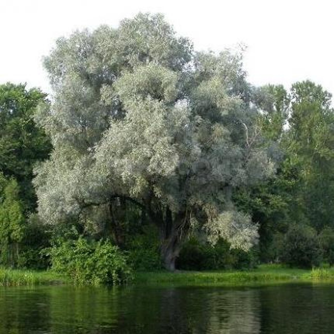 Превью изображения