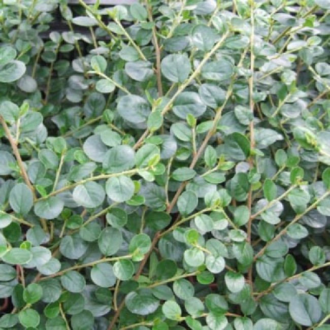 Превью изображения