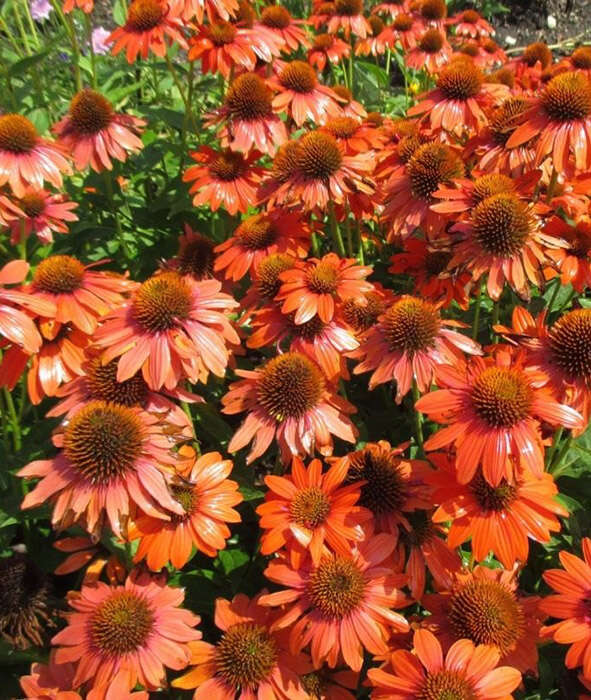 Превью изображения