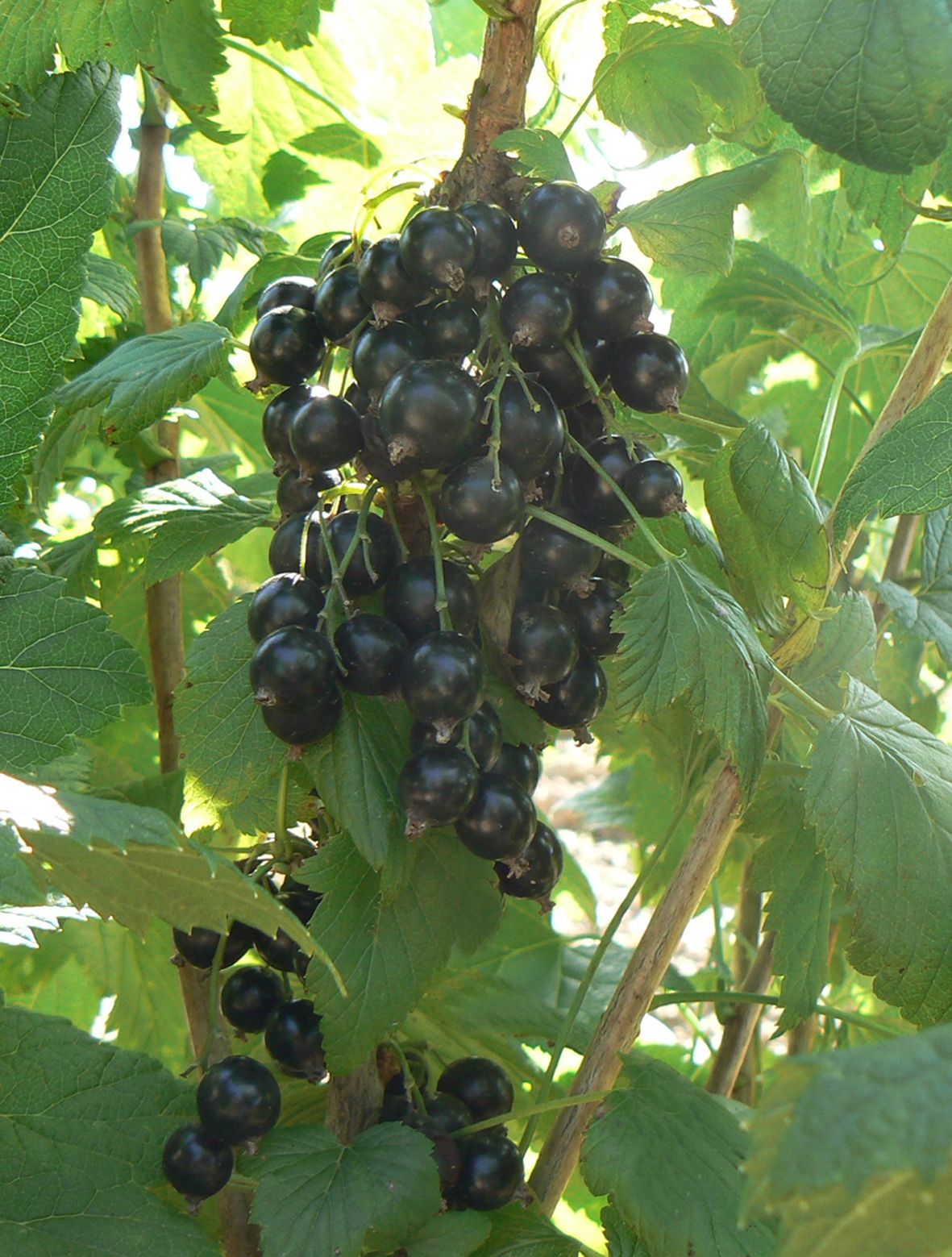 Превью изображения