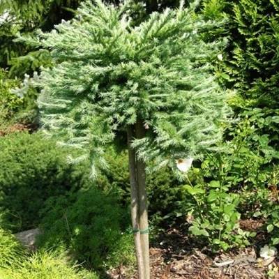 Превью изображения