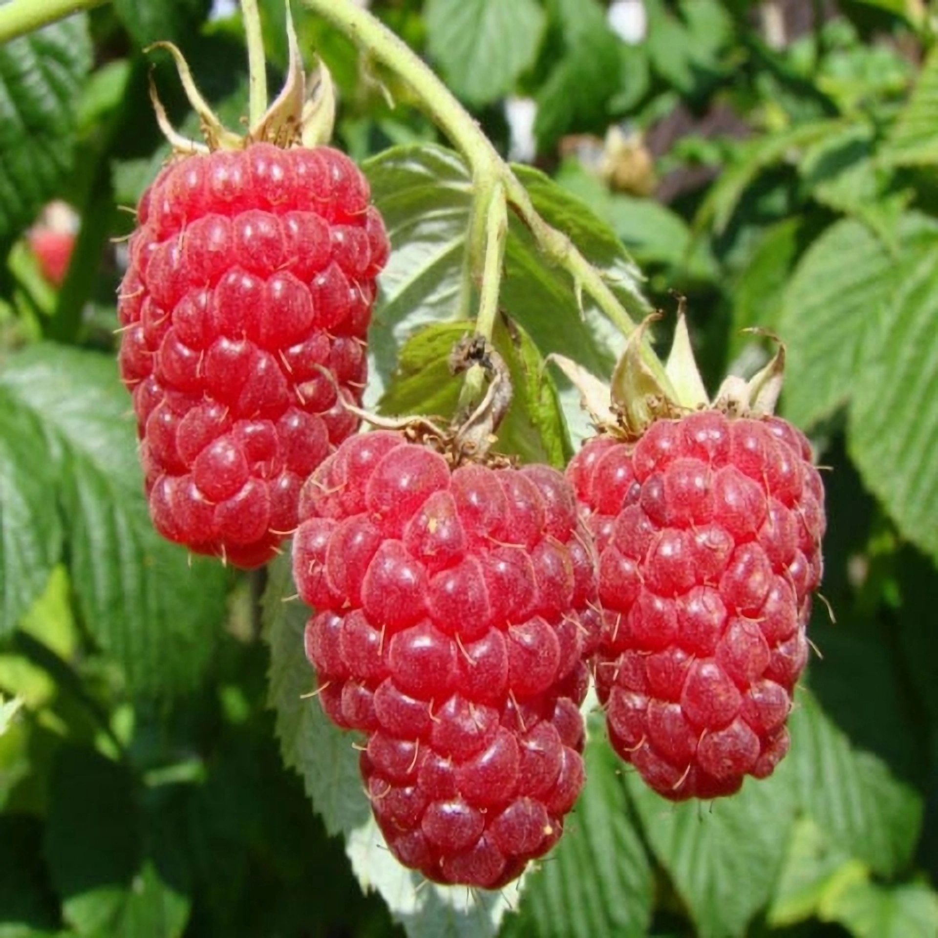 Превью изображения