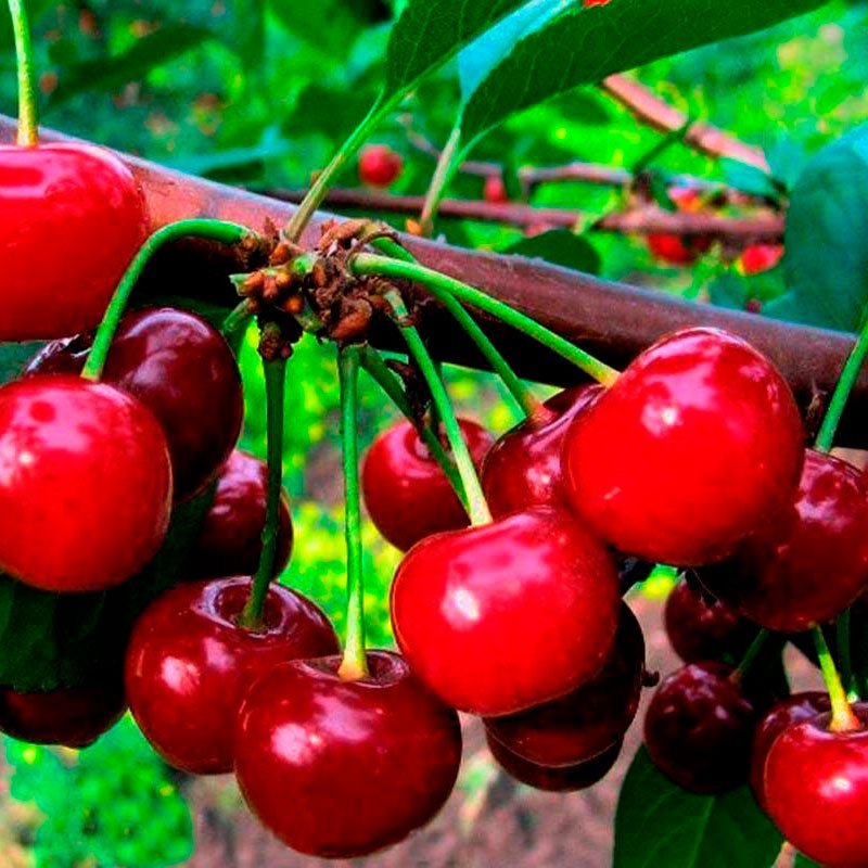 Превью изображения