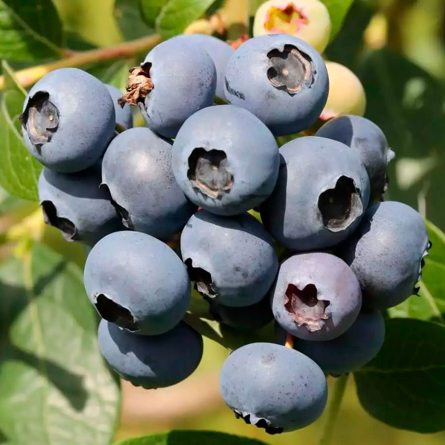 Превью изображения