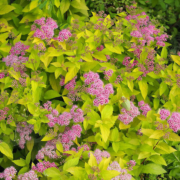 Превью изображения