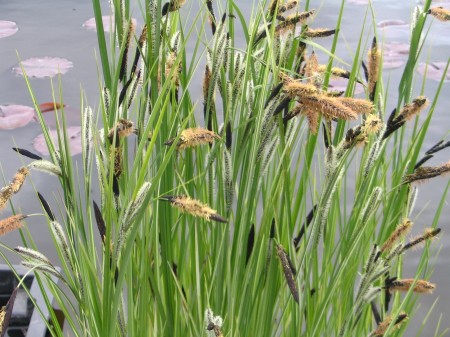 Превью изображения