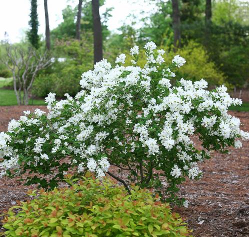 Превью изображения