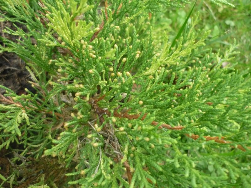 Превью изображения