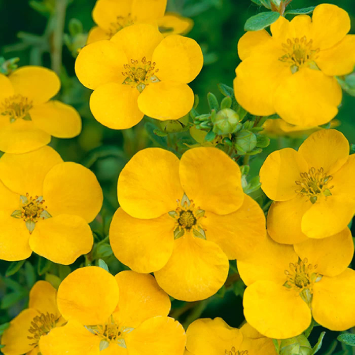 Превью изображения