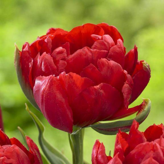 Превью изображения