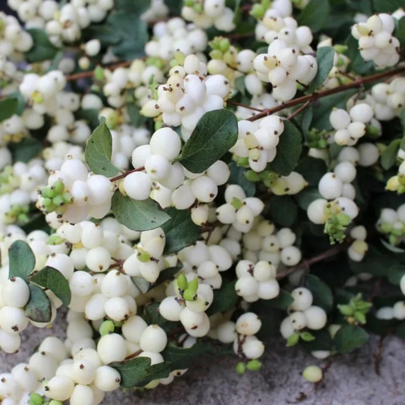 Превью изображения