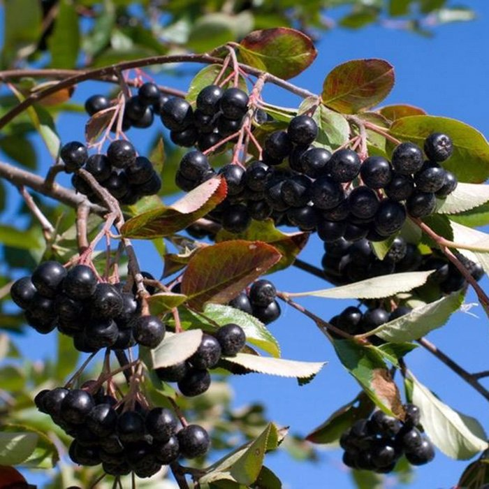 Превью изображения