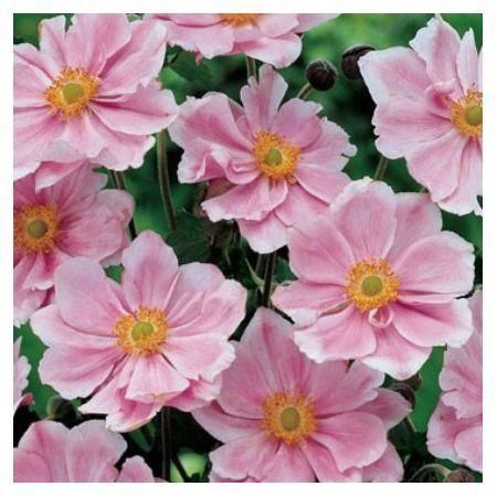 Превью изображения