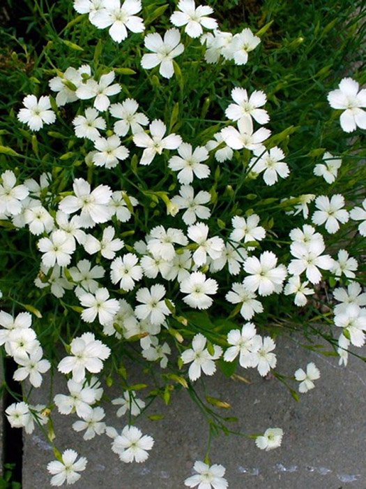 Превью изображения