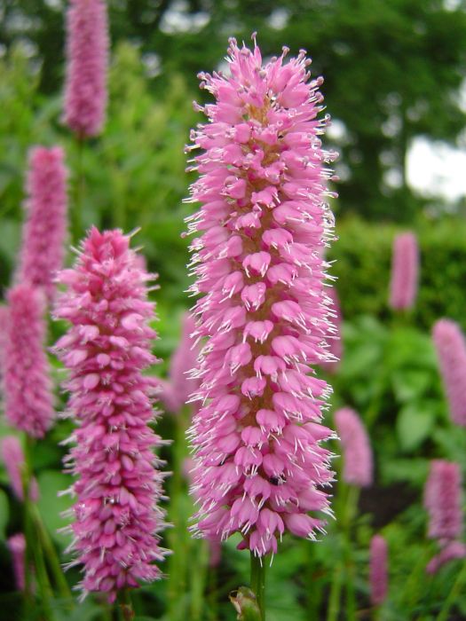 Превью изображения